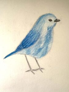Blue-bird