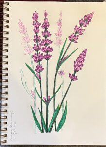 DYSA-Lavender
