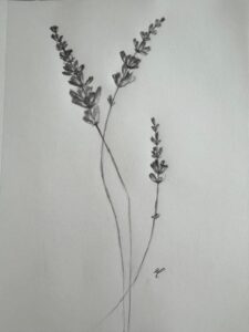lavenders