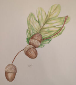 Acorn_Drawing