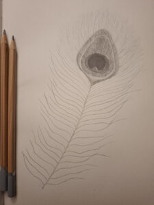 20260412-Peacock-feather