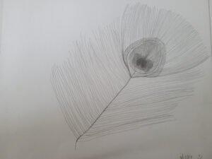 Peacock-feather