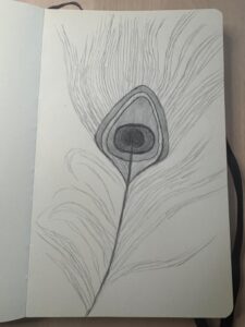 Peacock_Feather