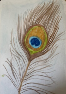 peacock-feather