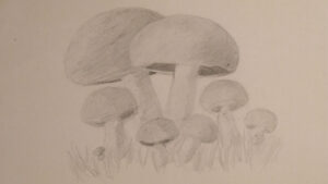 041026-mushroom-1
